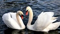 pic for Two Beautiful Swans 